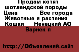 Продам котят шотландской породы › Цена ­ 2 000 - Все города Животные и растения » Кошки   . Ненецкий АО,Варнек п.